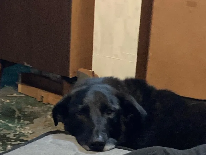 A photo of Wilbur, memory 76
