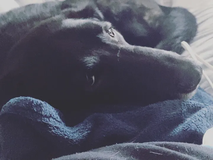 A photo of Wilbur, memory 68