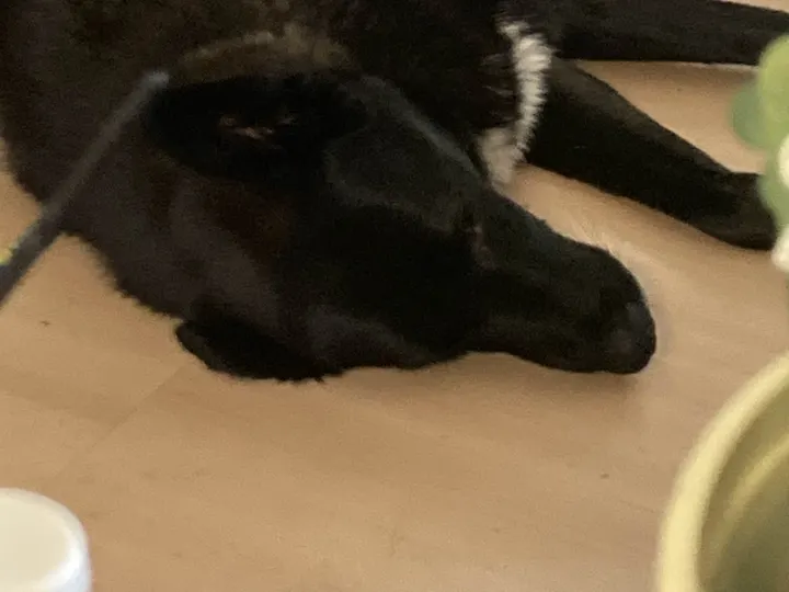 A photo of Wilbur, memory 99