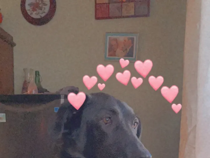 A photo of Wilbur, memory 93