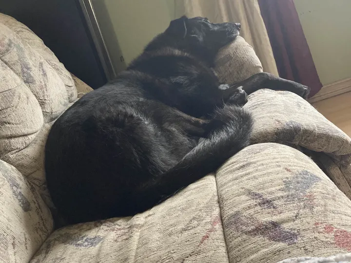 A photo of Wilbur, memory 92