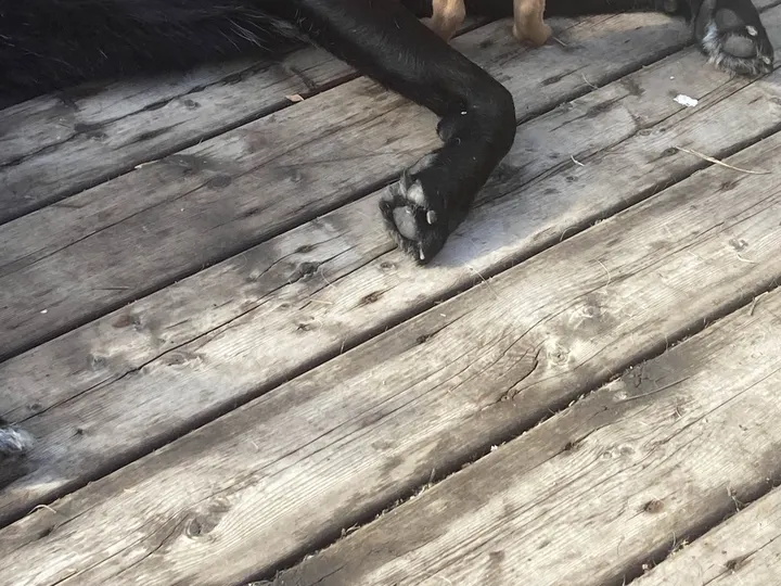 A photo of Wilbur, memory 87
