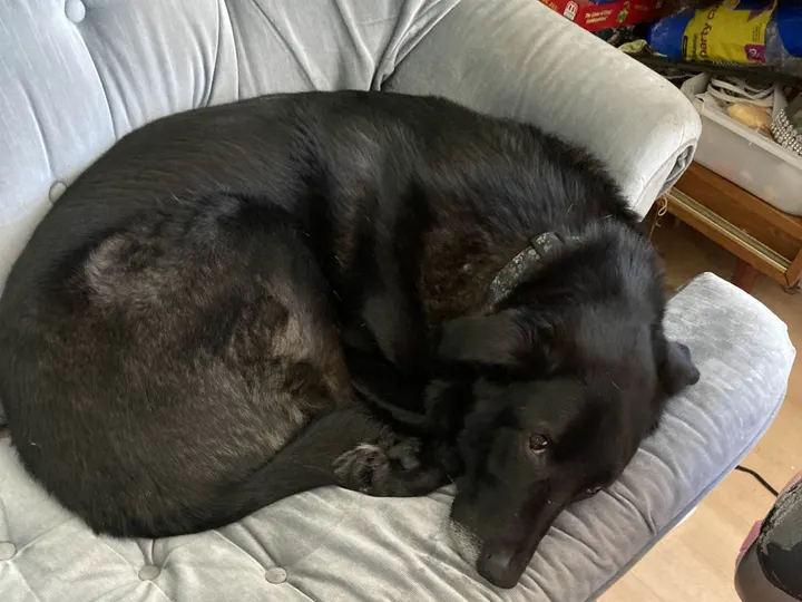 A photo of Wilbur, memory 72