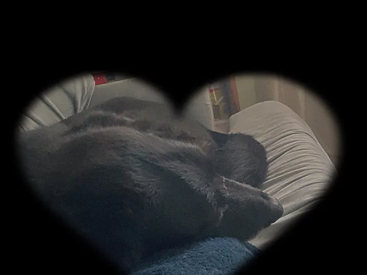 A photo of Wilbur, memory 69