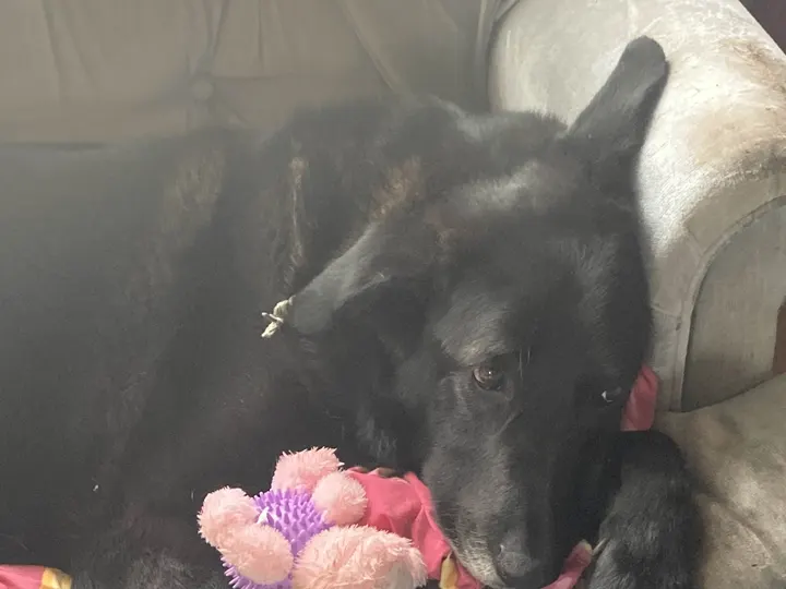 A photo of Wilbur, memory 55