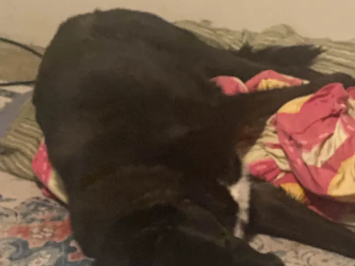 A photo of Wilbur, memory 46