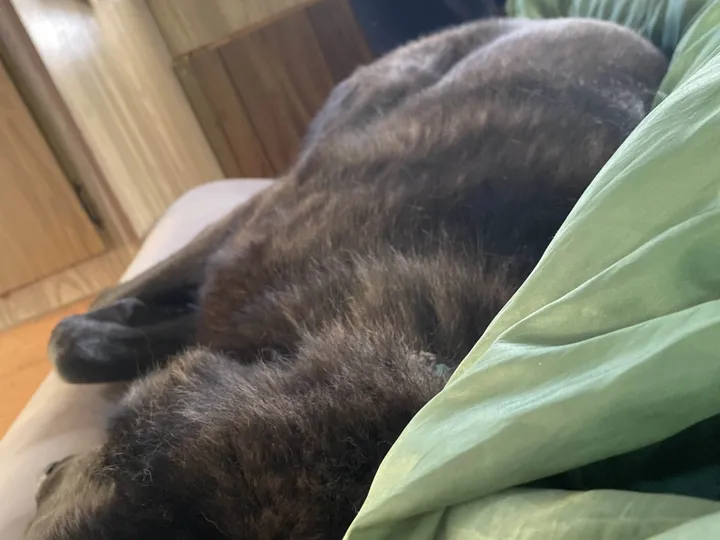 A photo of Wilbur, memory 28