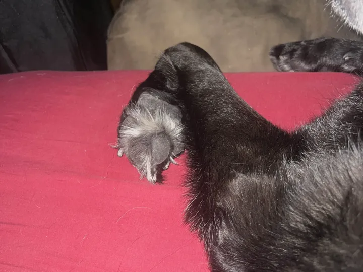 A photo of Wilbur, memory 11