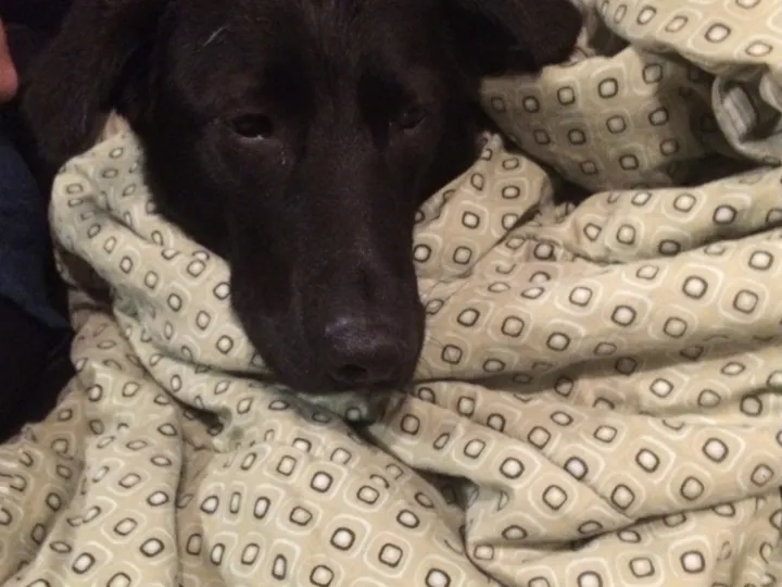 A photo of Wilbur, memory 4