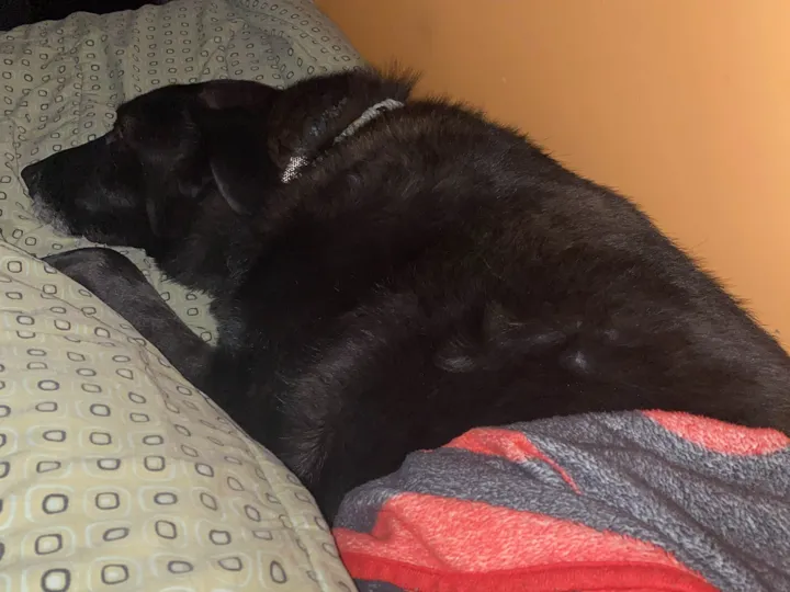 A photo of Wilbur, memory 20