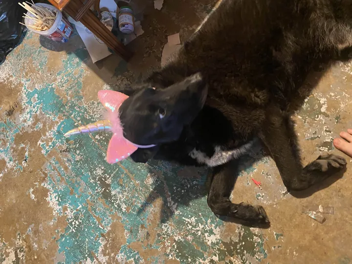 A photo of Wilbur, memory 23