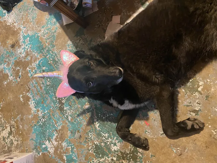 A photo of Wilbur, memory 26