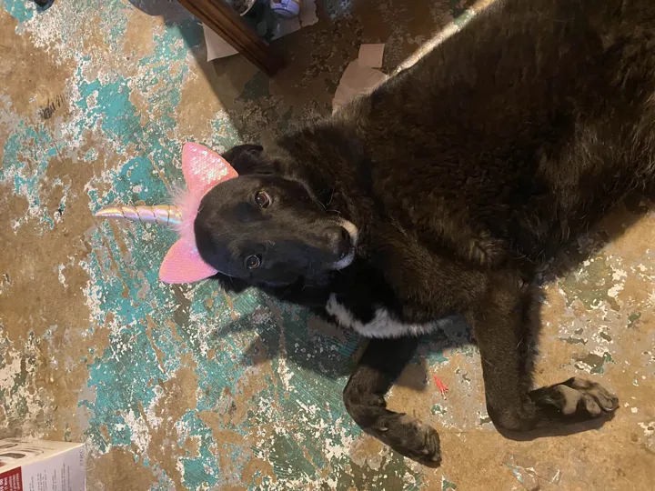 A photo of Wilbur, memory 25
